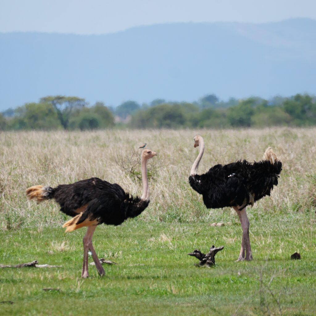 タンザニア セレンゲティ国立公園 ダチョウ