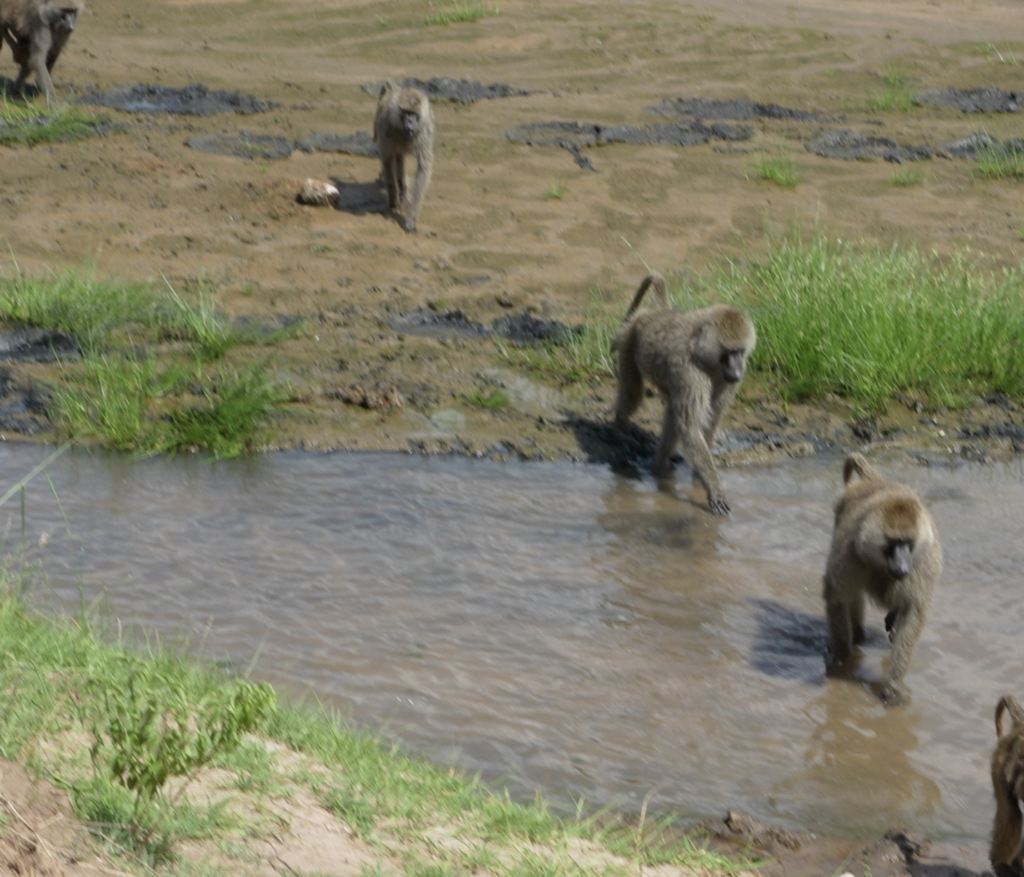 アキリが描くBABOONの世界